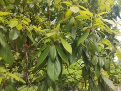 Phoebe chekiangensis