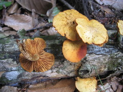 Gymnopilus lepidotus