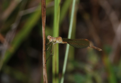 Indolestes insularis