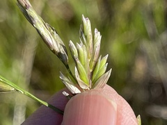 Melica californica