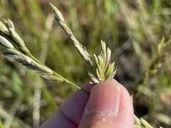 Melica californica