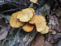 Gymnopilus lepidotus