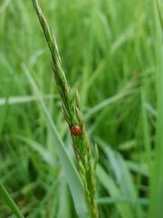 Coccinella prolongata