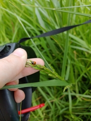 Coccinella prolongata