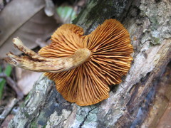 Gymnopilus lepidotus