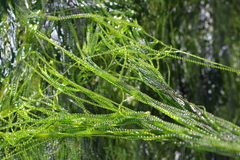 Urospora wormskioldii