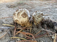 Agaricus deserticola