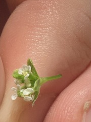 Chaerophyllum tainturieri dasycarpum