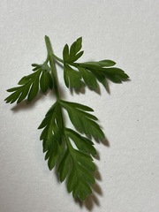 Chaerophyllum tainturieri dasycarpum