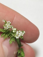 Chaerophyllum tainturieri dasycarpum