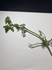 Chaerophyllum tainturieri dasycarpum