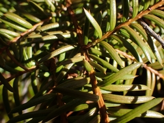 Taxus canadensis