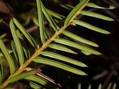 Taxus canadensis