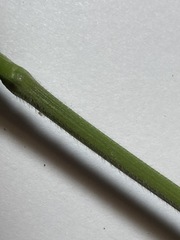 Chaerophyllum tainturieri dasycarpum