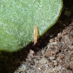 Frankliniella