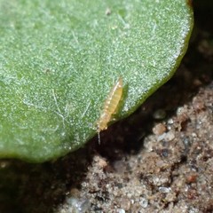 Frankliniella