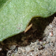Frankliniella