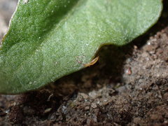 Frankliniella