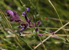 Salvia albicaulis