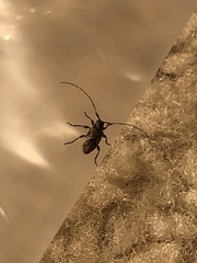 Aegomorphus modestus