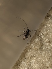 Aegomorphus modestus