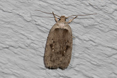 Agonopterix canadensis