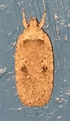 Agonopterix canadensis