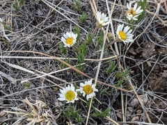 Erigeron ochroleucus