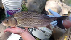 Carpiodes cyprinus