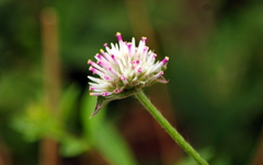 Gomphrena pulchella