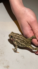 Anaxyrus fowleri