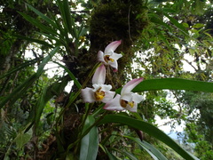 Maxillaria huebschii