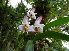 Maxillaria huebschii