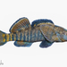 Rainbow Darter - Photo (c) Ryan, some rights reserved (CC BY-NC)