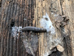 Arion circumscriptus