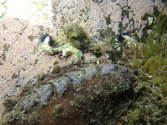 Acanthochitona zelandica