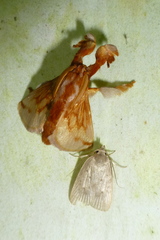 Image of Perola sericea