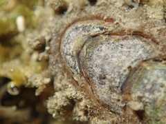 Acanthochitona zelandica