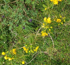 Senna multiglandulosa