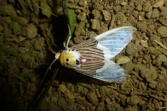 Idalus tuisana