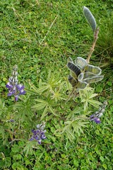 Lupinus pubescens