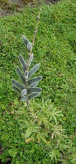 Lupinus pubescens