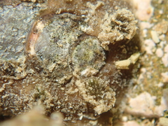 Acanthochitona zelandica