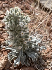 Oreocarya virginensis