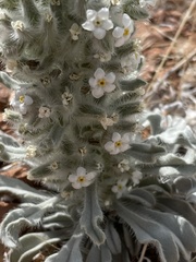 Oreocarya virginensis