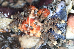 Phyllolithodes papillosus