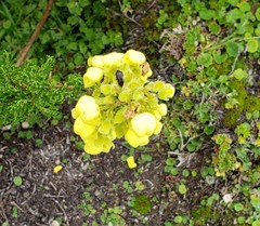 Calceolaria ericoides