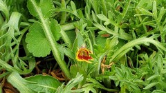 Oenothera epilobiifolia