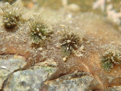 Acanthochitona zelandica
