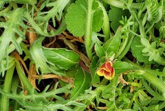 Oenothera epilobiifolia